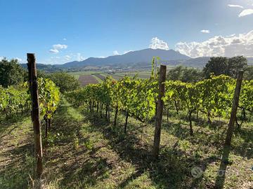 Azienda agricola biologica