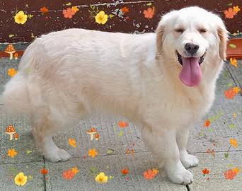 Golden retriever