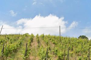 Terreno viticolo da coltivare