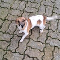 Jack russell