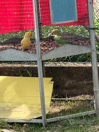 Parrocchetto dal collare