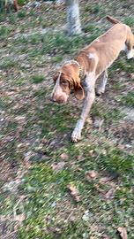 Bracco italiano