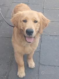 Accoppiamento Golden retriever americano