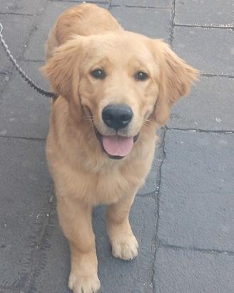 Accoppiamento Golden retriever americano