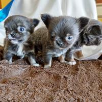 Chihuahua con pedigree esci