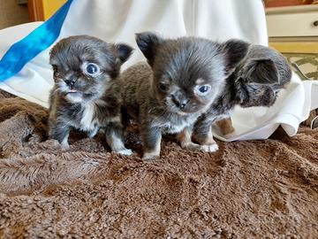 Chihuahua con pedigree esci