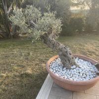 Albero di olivo decorativo