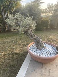 Albero di olivo decorativo