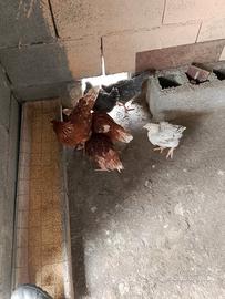 galline, gallo e titini
