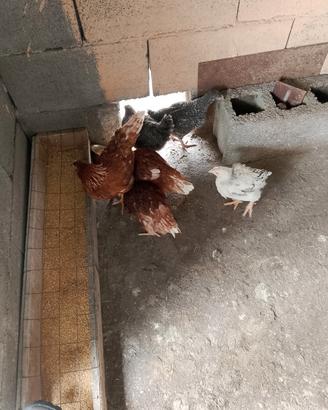 galline, gallo e titini