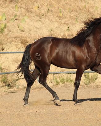 Puledra di Corsiero