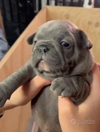Bulldog francese