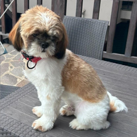Shihtzu maschio per accoppiamento