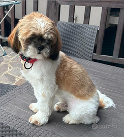 Shihtzu maschio per accoppiamento