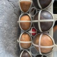 Set  bocce