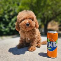 Splendida Barboncina Femminuccia 4 mesi