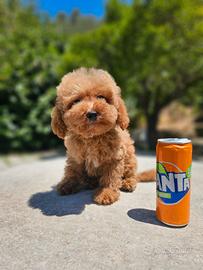 Splendida Barboncina Femminuccia 4 mesi