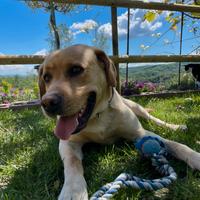 Accoppiamento labrador