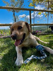 Accoppiamento labrador