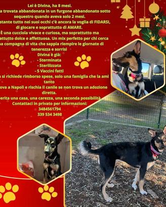 Divina vuole una casa