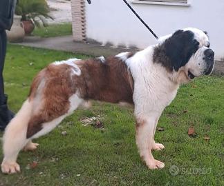 Cane di San Bernardo cuccioli strepitosi