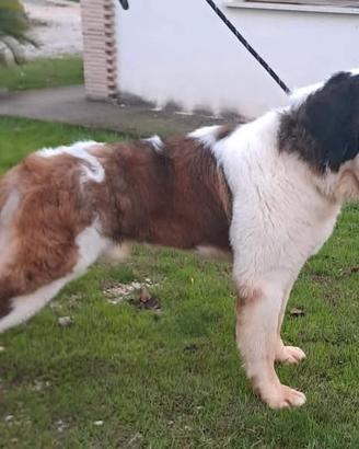 Cane di San Bernardo cuccioli strepitosi