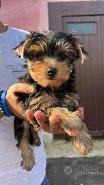 Cucciolo di Yorkshire