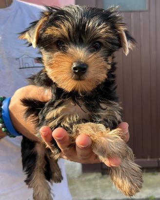Cucciolo di Yorkshire