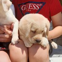 Cuccioli di labrador retriever