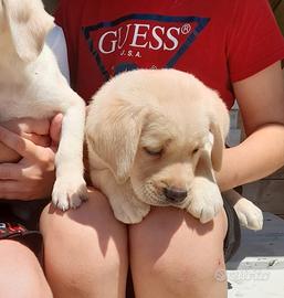 Cuccioli di labrador retriever