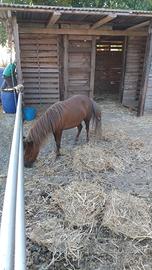Pony 4 anni gravida
