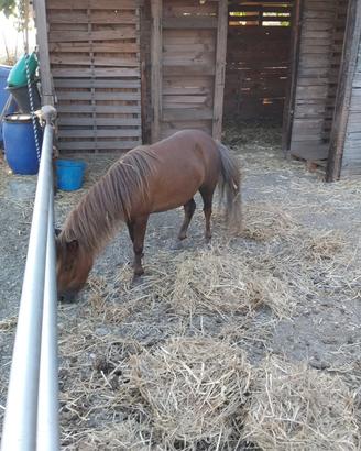 Pony 4 anni gravida