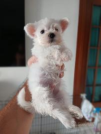 Maltese