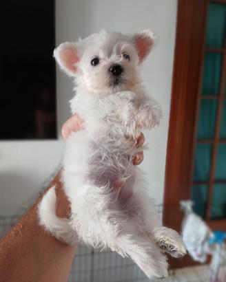 Maltese