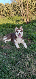 Cucciola Siberian Husky