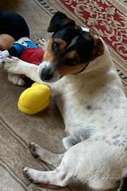 Jack russel
