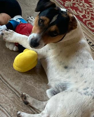 Jack russel