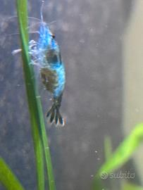 Caridine blu