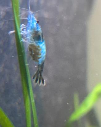 Caridine blu
