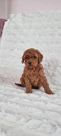 Toy Poodle con pedigree