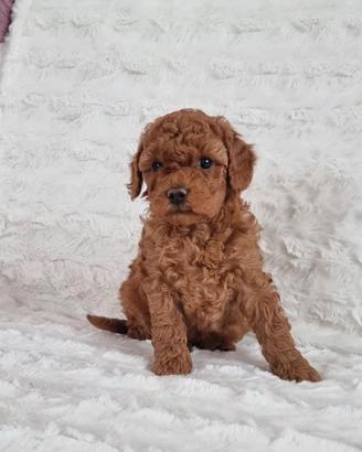 Toy Poodle con pedigree