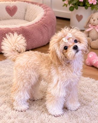 Cucciola maltipoo disponibile