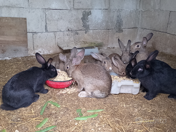 Conigli da Carne e riproduzione varie razze