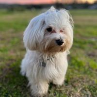 Maltese per accoppiamento