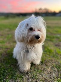 Maltese per accoppiamento