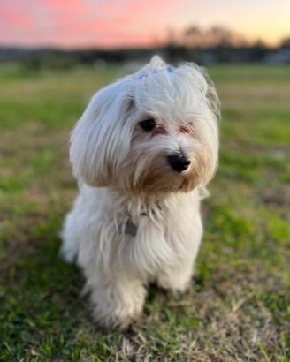 Maltese per accoppiamento