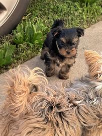 Cucciolo di Yorkshire terrier