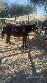 Fida o mezza fida cavallo