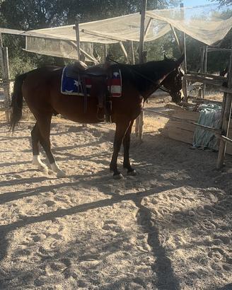 Fida o mezza fida cavallo