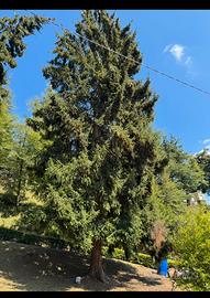 Abeti da tagliare per legna / assi  o altro